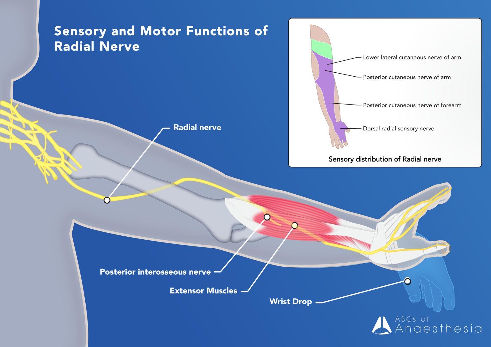 Radial Nerve Motor Distribution Radial Nerve Motor Distribution