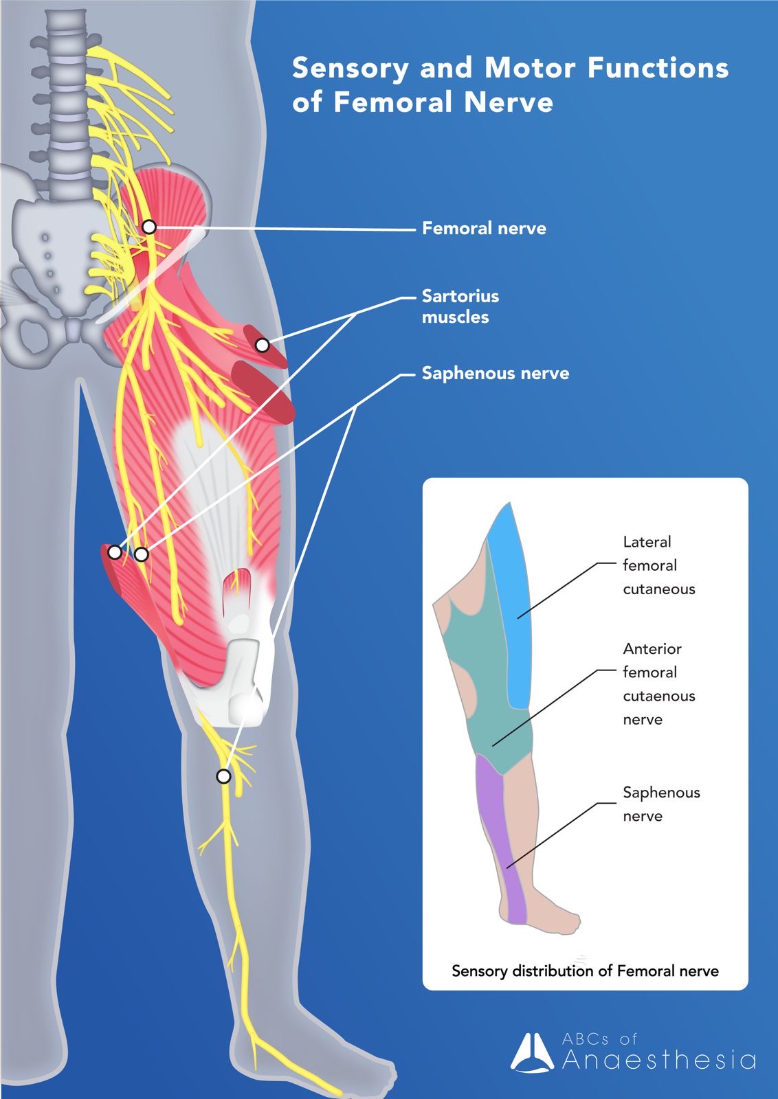 Step by Step An Introduction to Lower Limb Anatomy The Anaesthesia