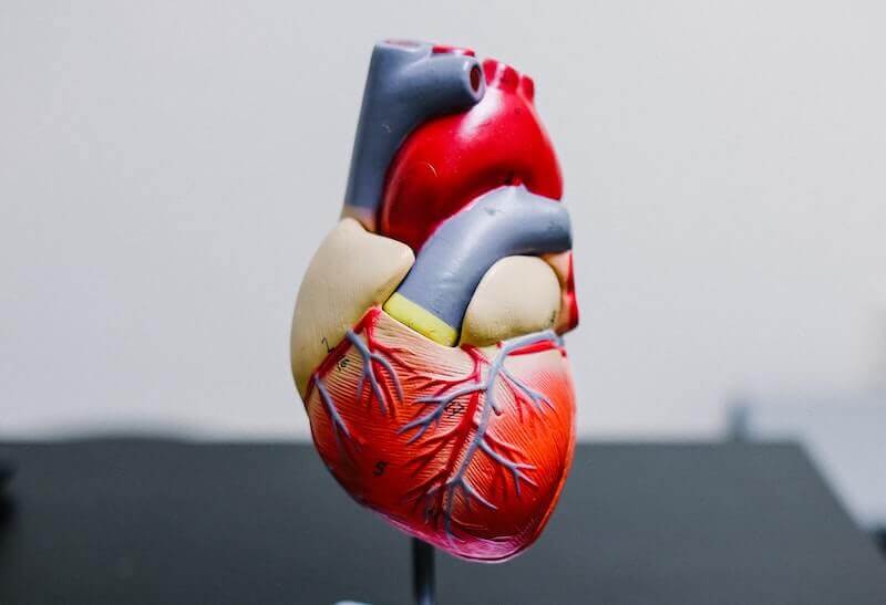Model of heart to demonstrate valve lesions